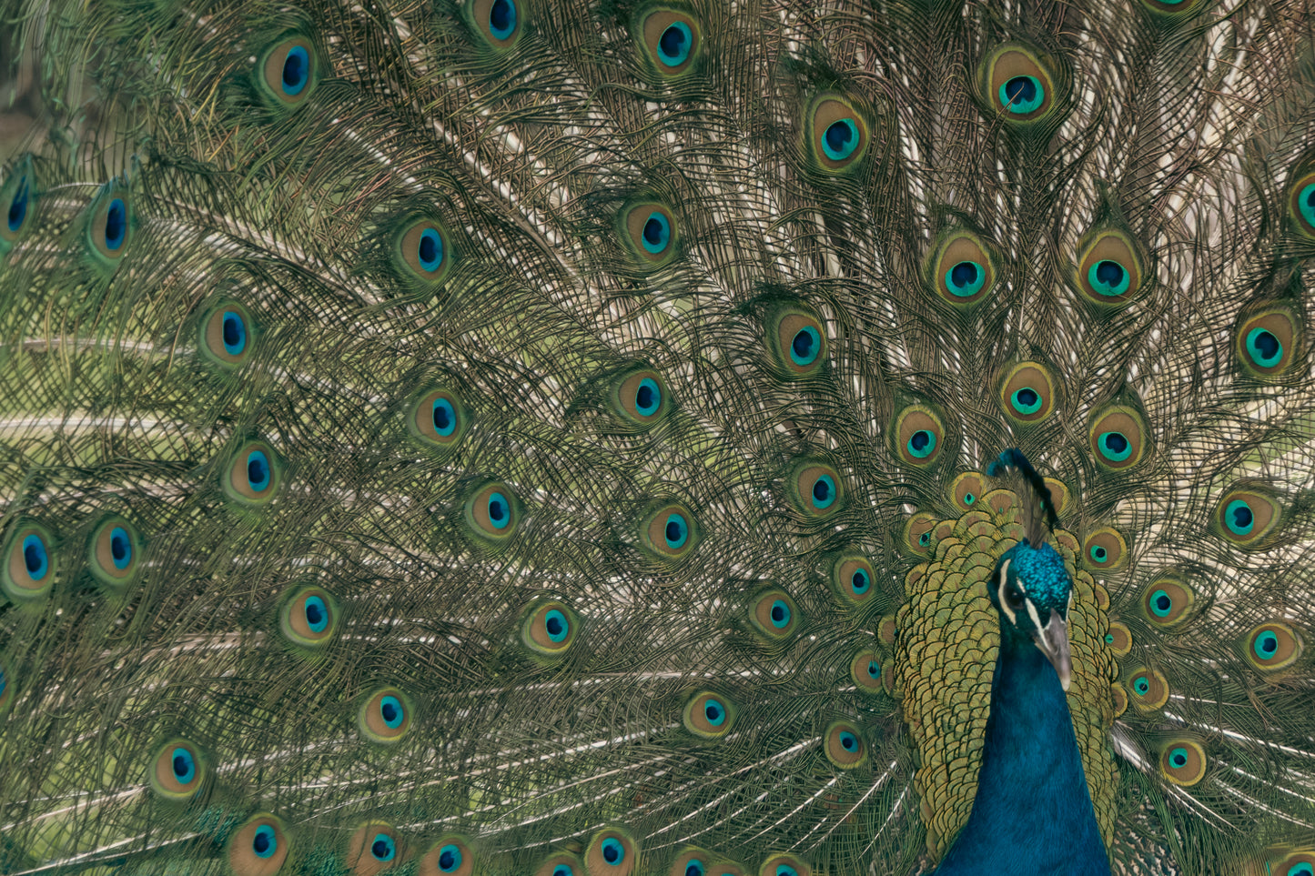 Peacock Spread