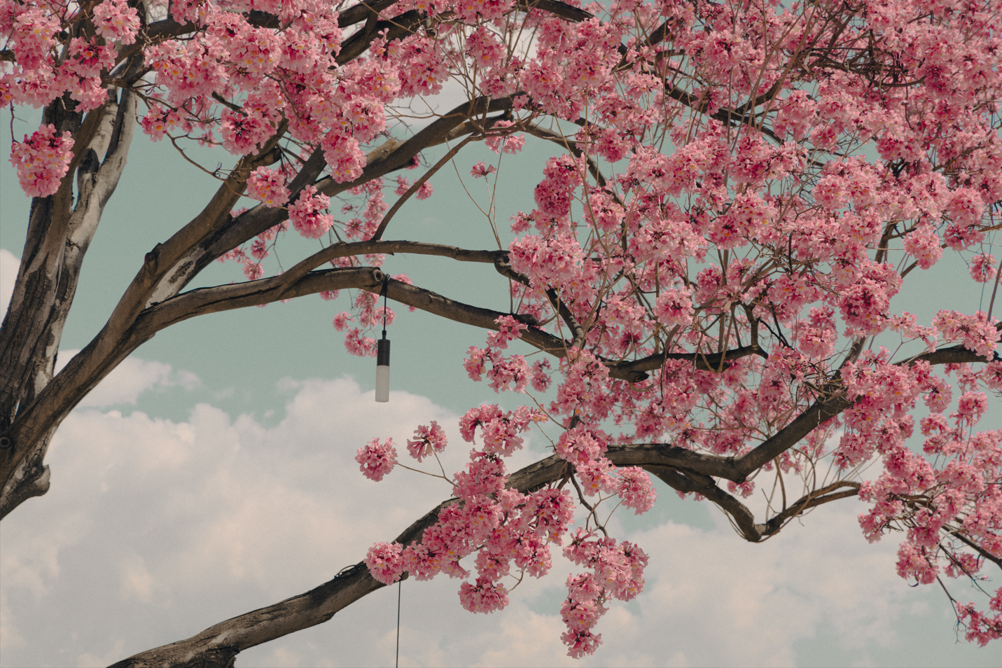Cherry Blossom Tree