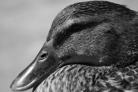 B&W Squirrel and Duck