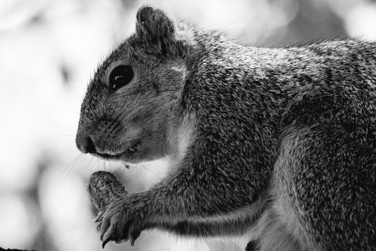 B&W Squirrel and Duck