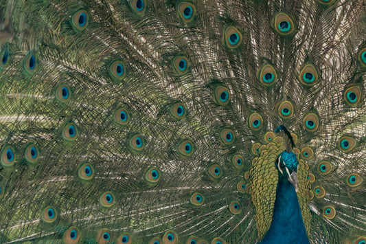 Peacock Spread