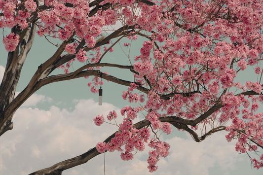 Cherry Blossom Tree