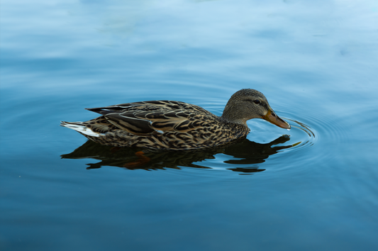Duck on the Pond