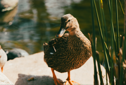 Duck on the Pond