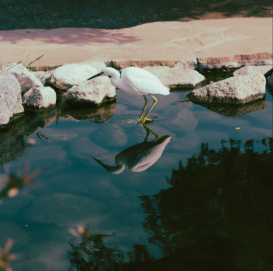 Swan Reflection
