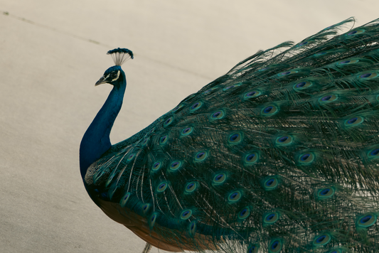 Peacock Spread
