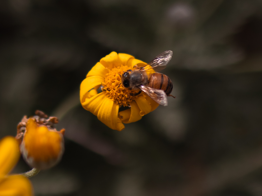 Macro Bee